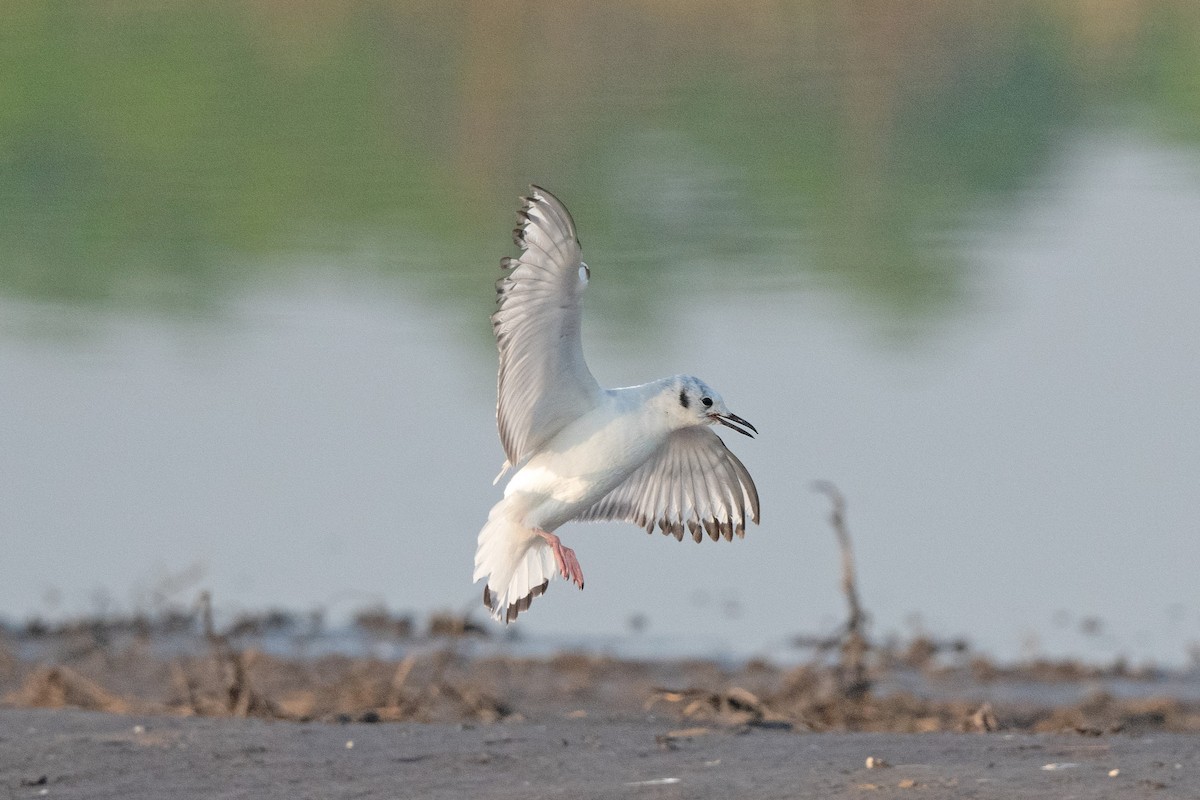 Bonaparte's Gull - ML619028287