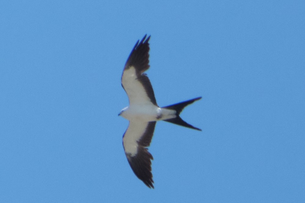 Swallow-tailed Kite - Nathan Miller