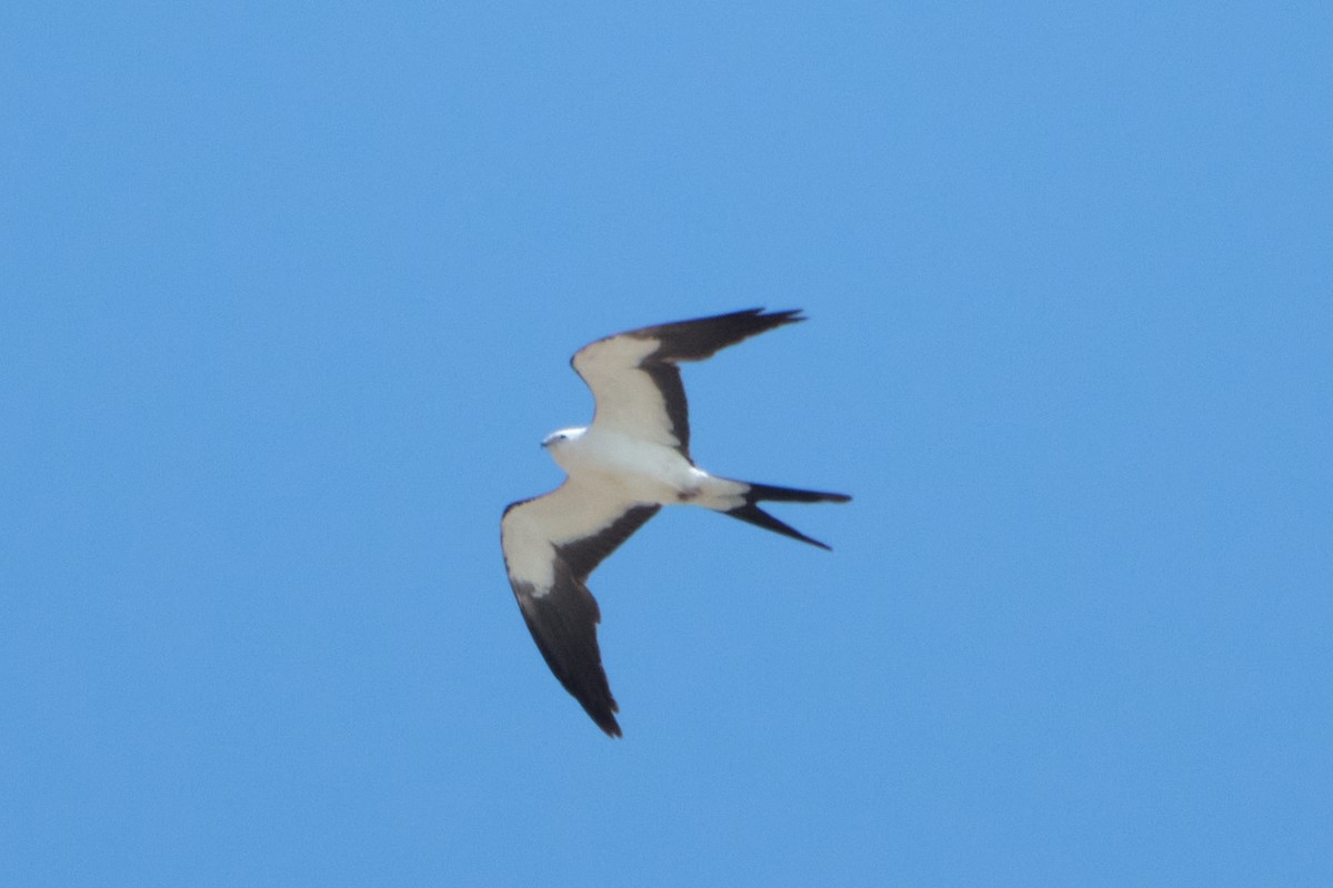 Swallow-tailed Kite - Nathan Miller