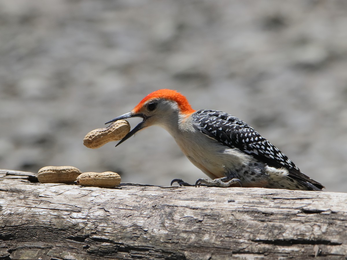 Red-bellied Woodpecker - Dani Siddle