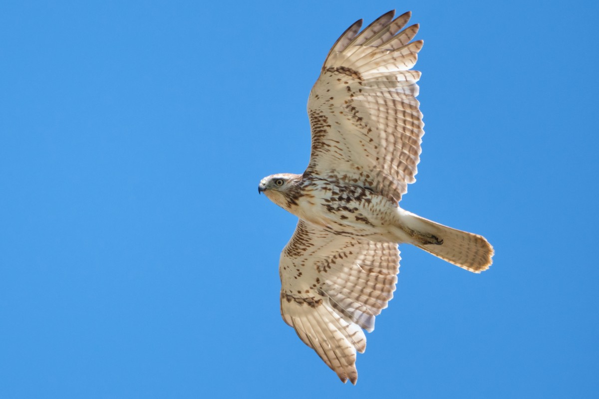 Red-tailed Hawk - Nathan Miller