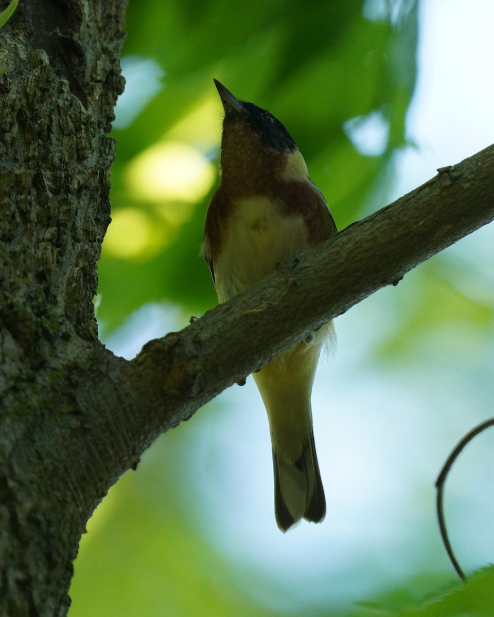 Bay-breasted Warbler - Dennis Mersky