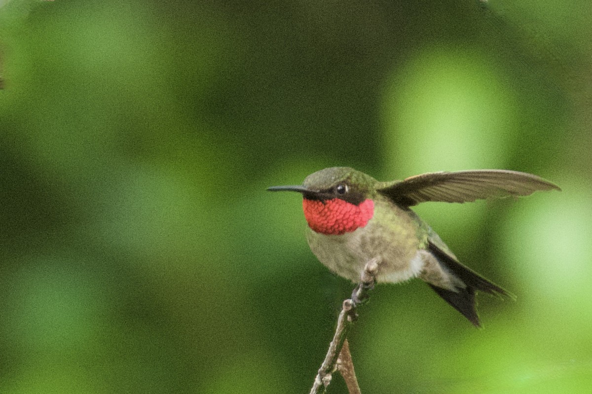 Ruby-throated Hummingbird - Debbie Metler