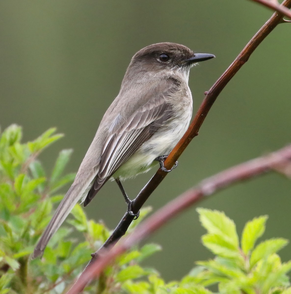 Eastern Phoebe - ML619028357