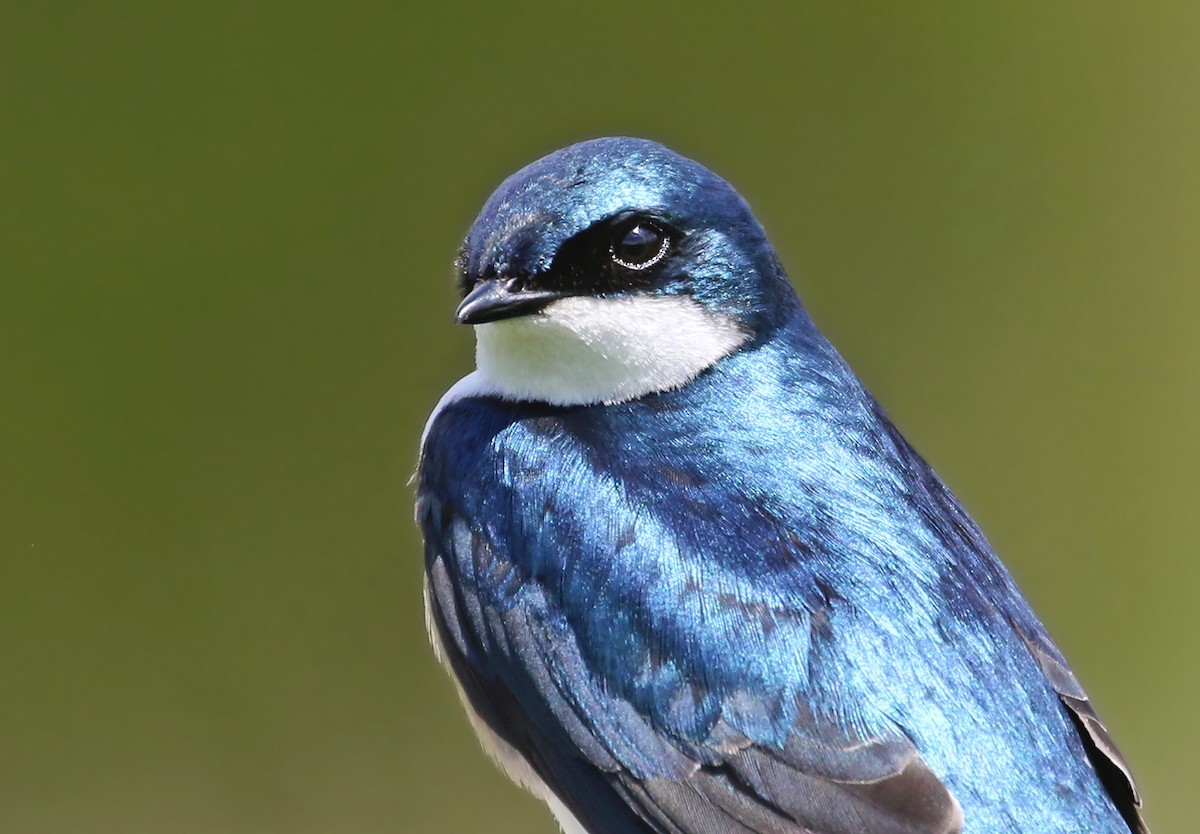 Tree Swallow - ML619028367