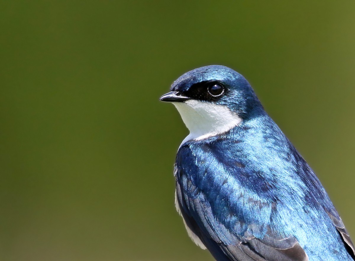 Tree Swallow - ML619028368