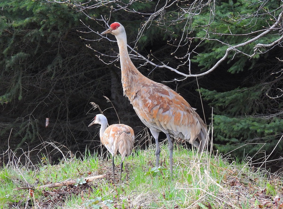 Sandhill Crane - ML619028383