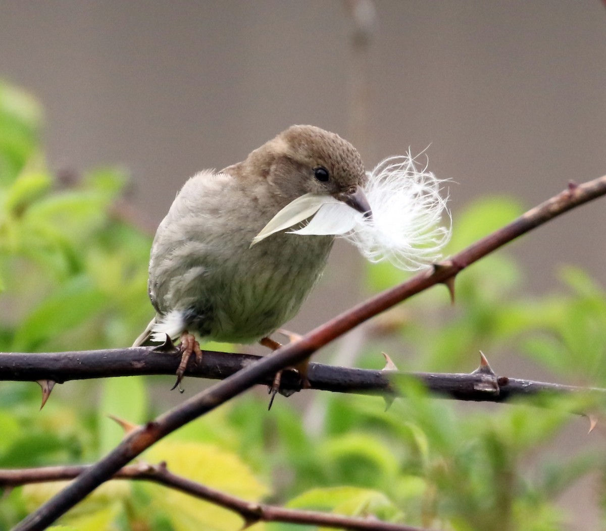 House Sparrow - ML619028385