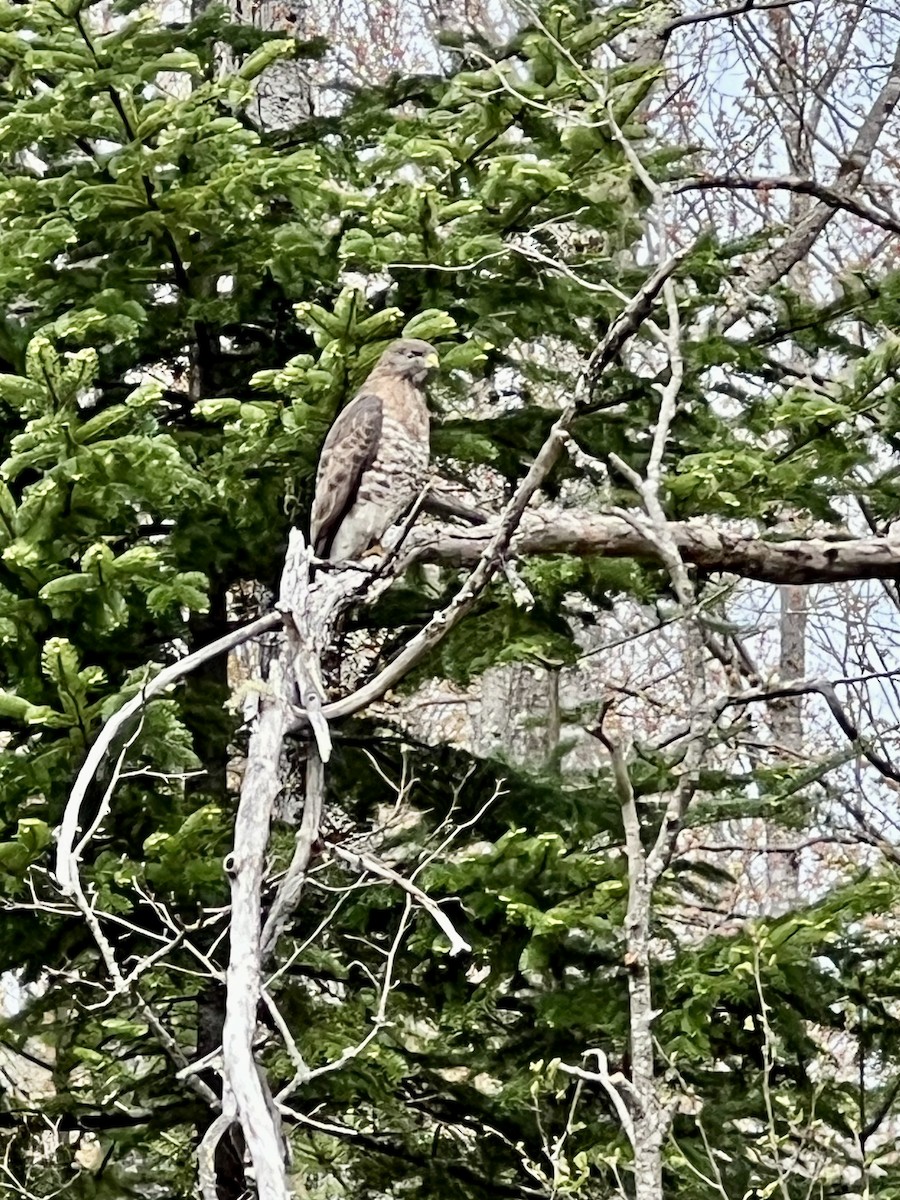 Broad-winged Hawk - ML619028401