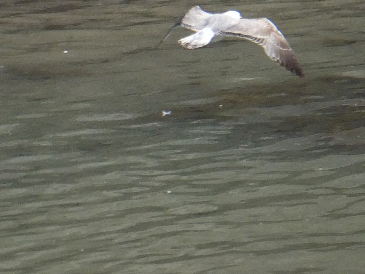 Yellow-legged Gull - Anonymous