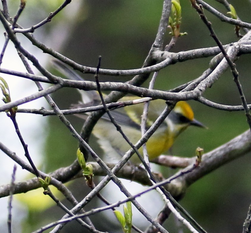Lawrence's Warbler (hybrid) - ML619028422