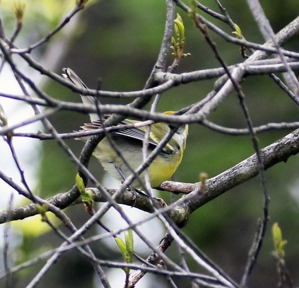 Lawrence's Warbler (hybrid) - ML619028423