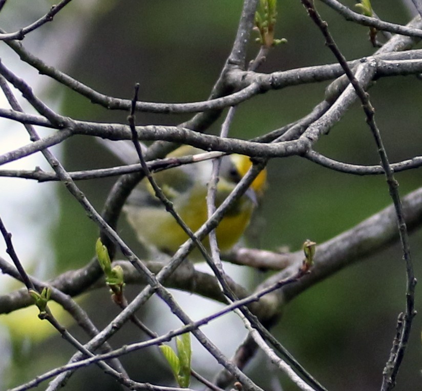 Lawrence's Warbler (hybrid) - ML619028424