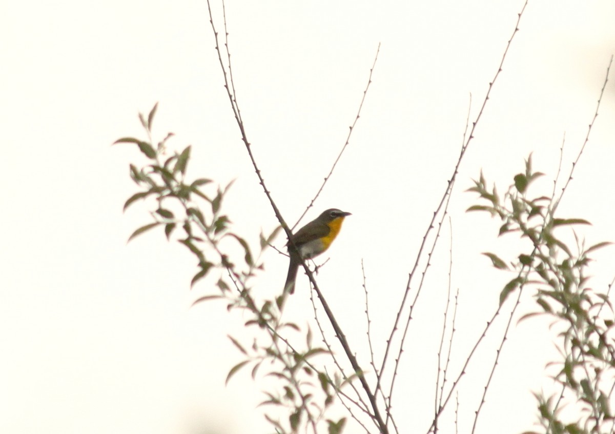 Yellow-breasted Chat - ML619028426