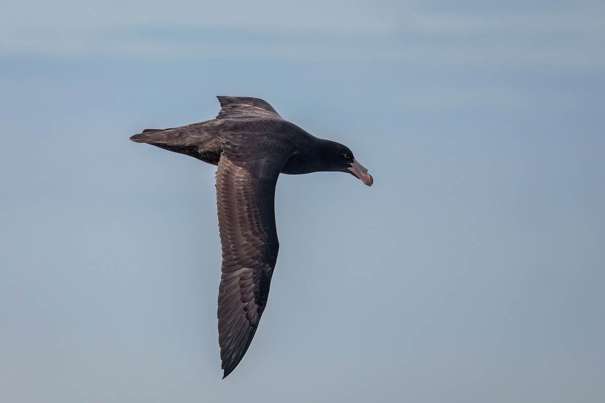 Northern Giant-Petrel - DANIEL ESTEBAN STANGE FERNANDEZ