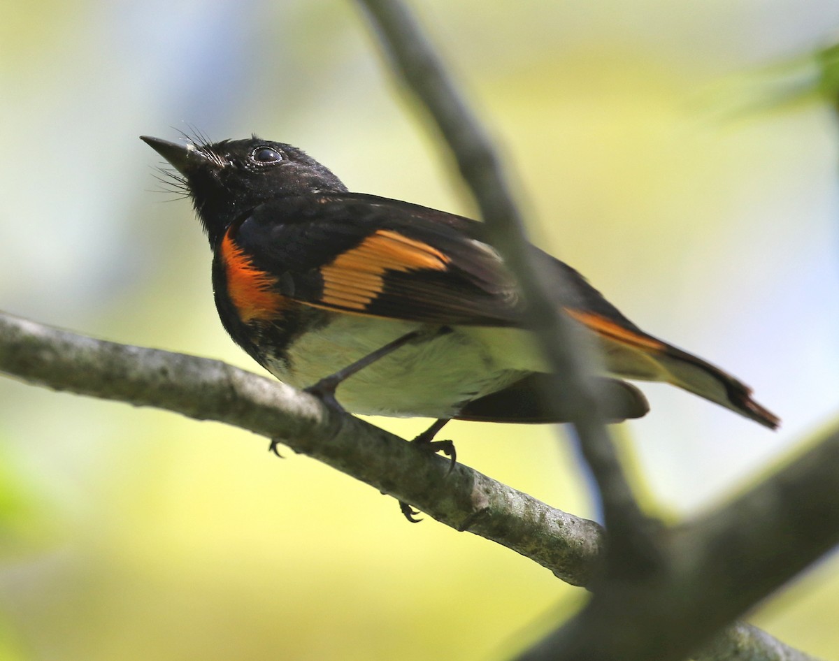 American Redstart - ML619028436
