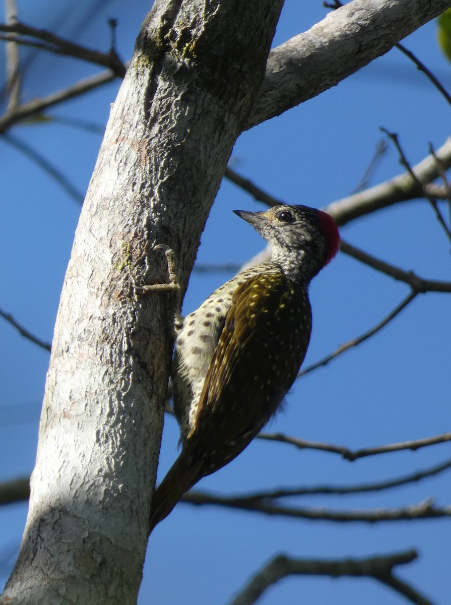 Green-backed Woodpecker - Adrian Hinkle