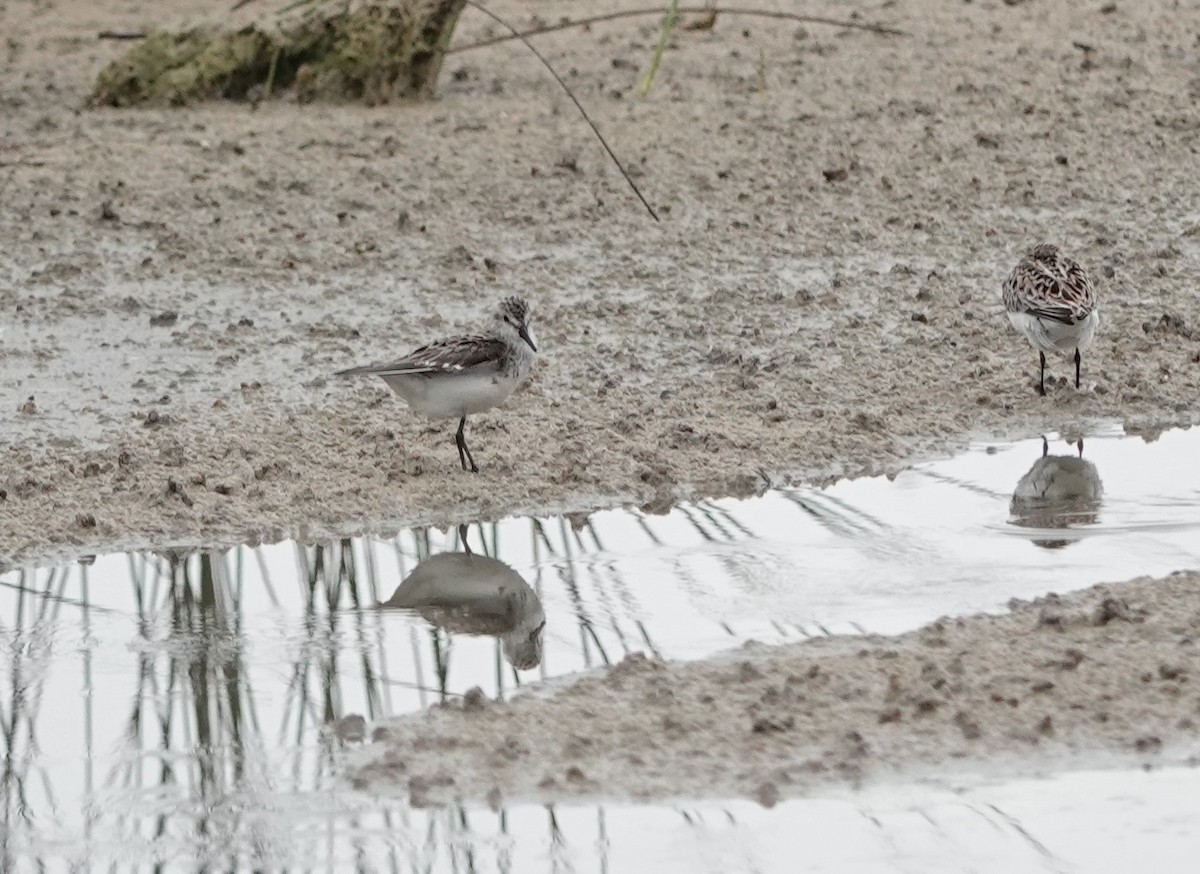 Semipalmated Sandpiper - John  Paalvast