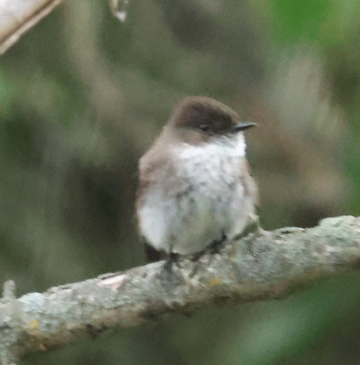 Eastern Phoebe - Michael Clay