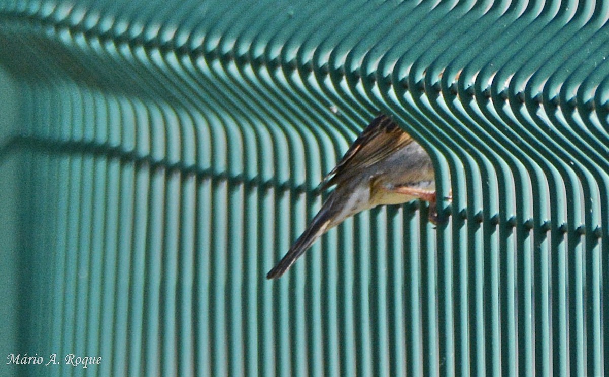 House Sparrow - Mário Roque