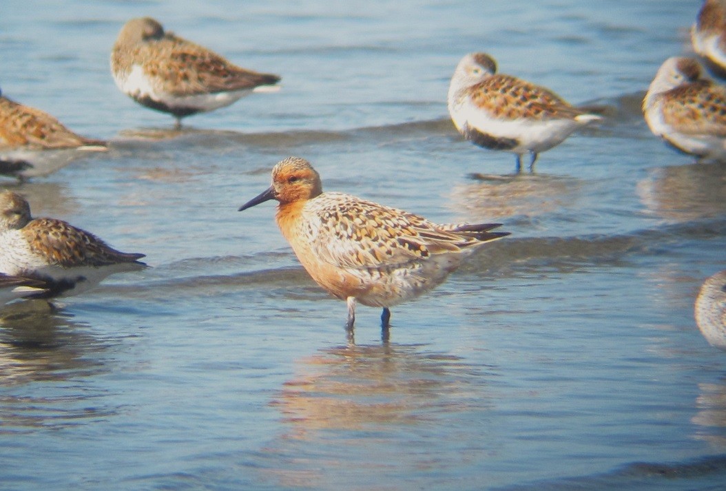 Red Knot - Mark Vernon