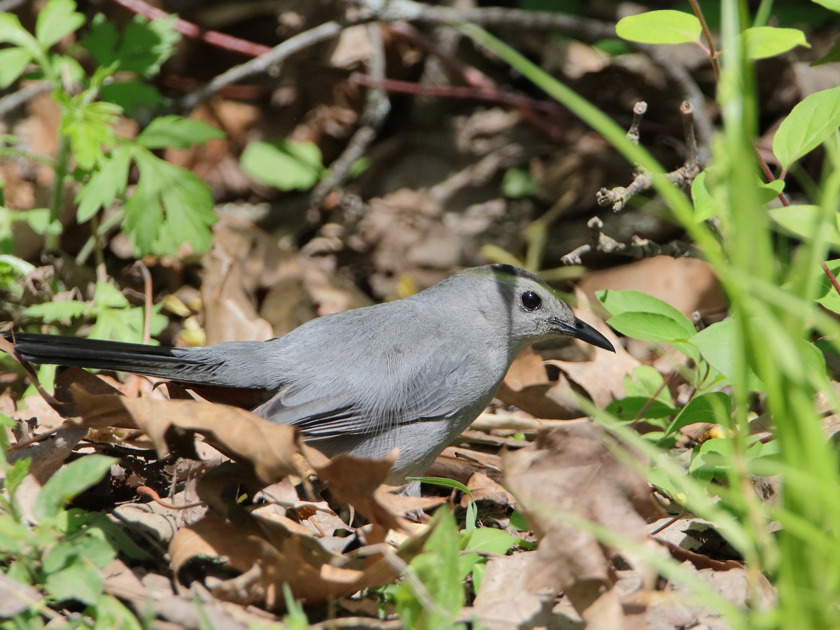 Gray Catbird - Dani Siddle