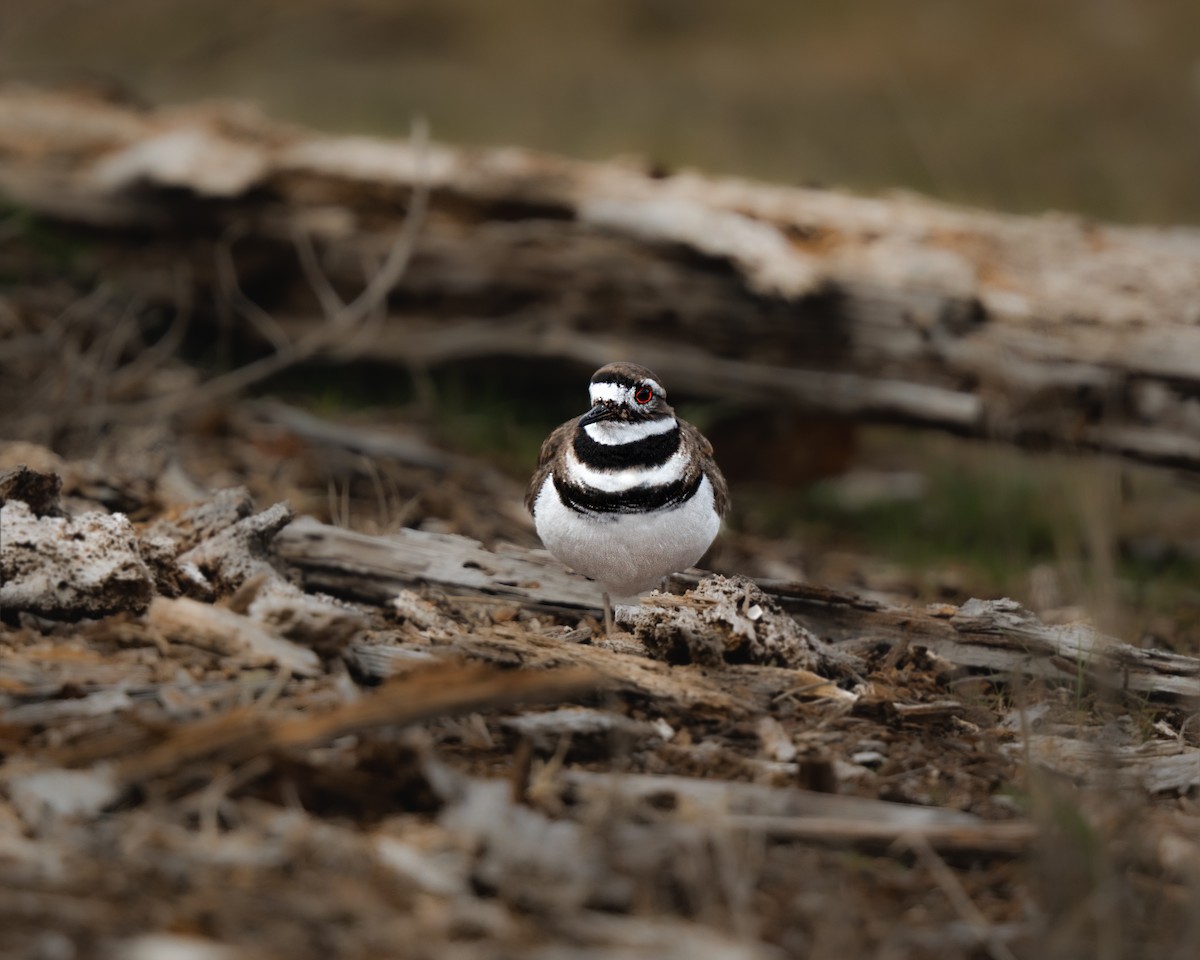 Killdeer - Ethan Chaipatanapong