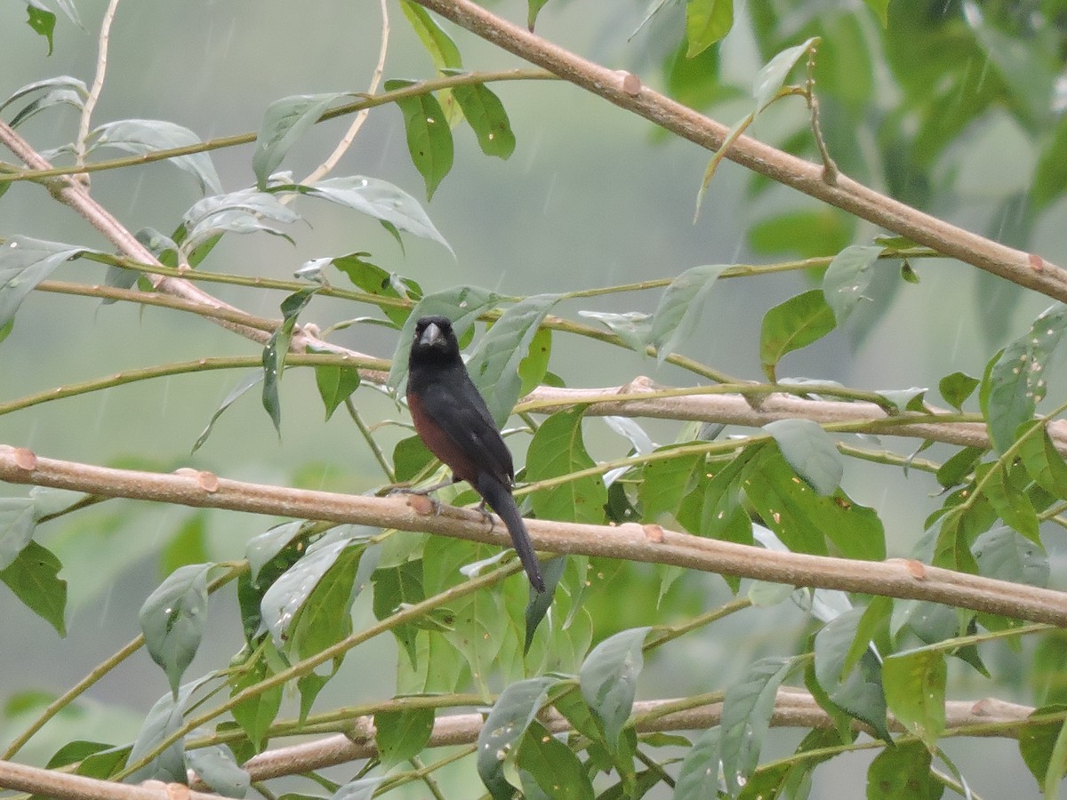 Chestnut-bellied Seed-Finch - Luisa Fernanda Chavez Paz