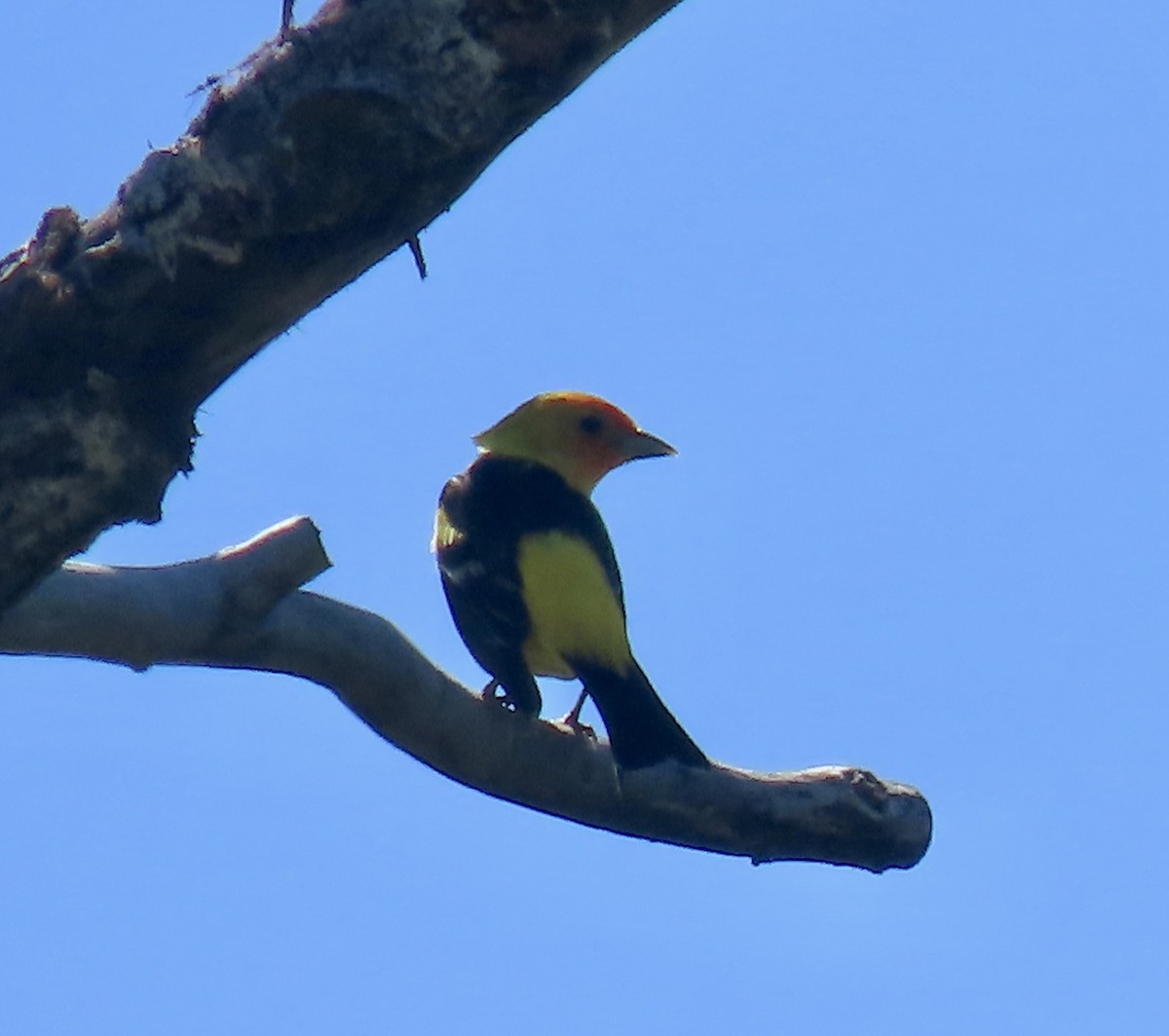 Western Tanager - ML619028545