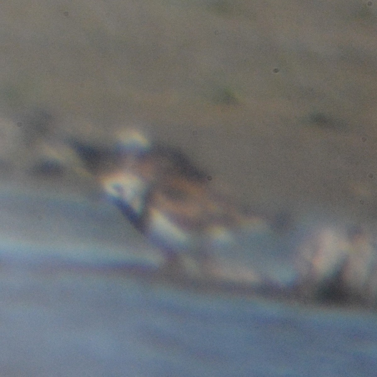 Ruddy Turnstone - ML619028548