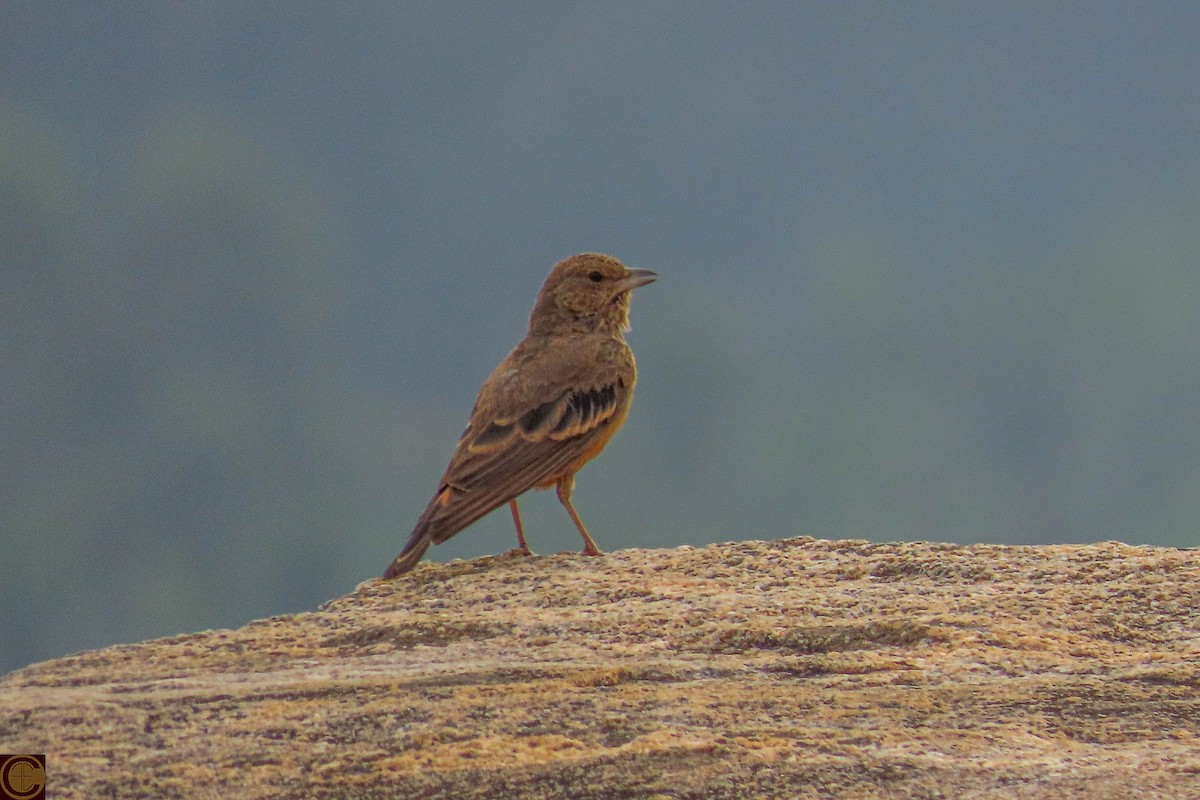 Rufous-tailed Lark - Manjula Desai