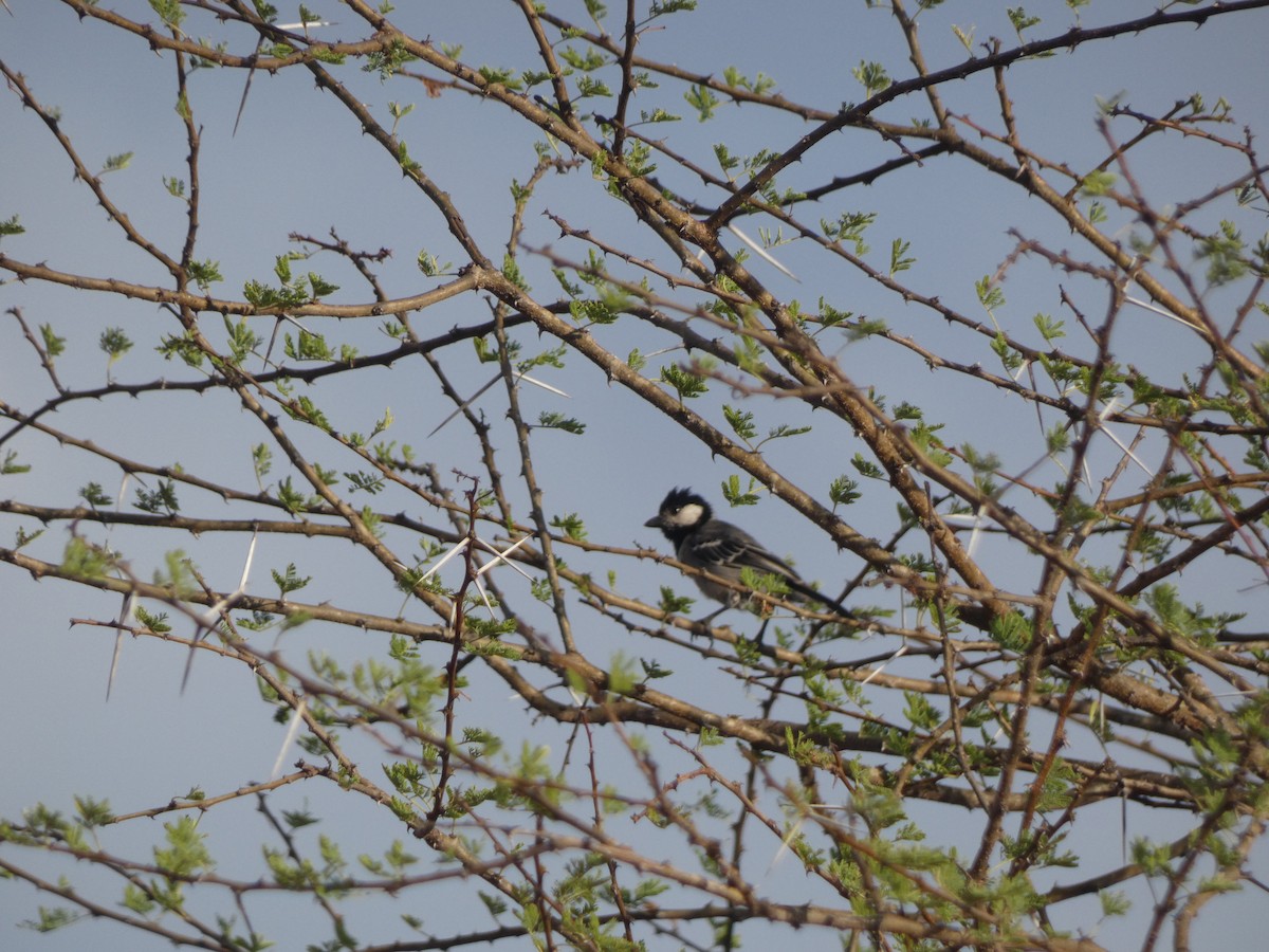 Somali Tit - ML619028569