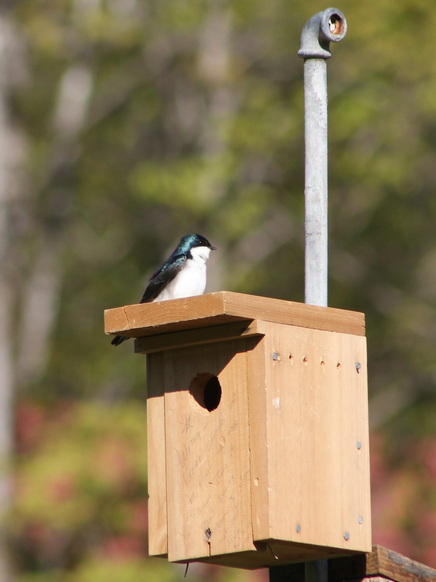 Tree Swallow - Kyle Jones