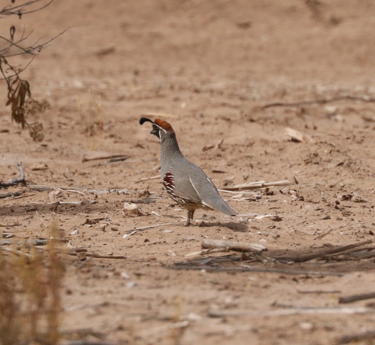 Gambel's Quail - adam zions