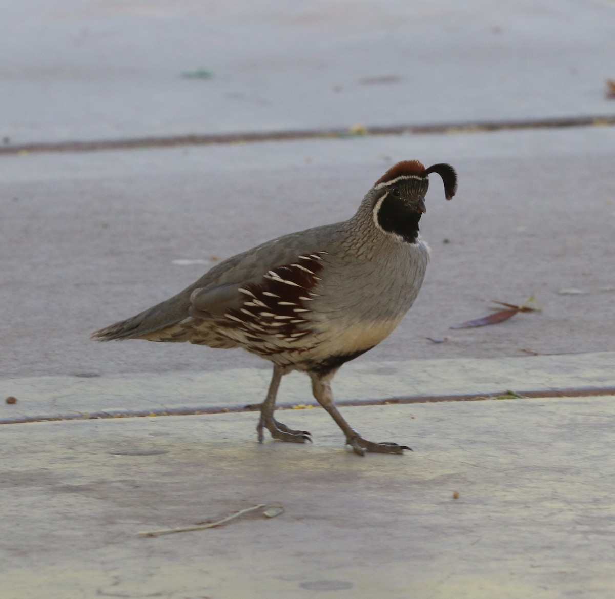 Gambel's Quail - ML619028592