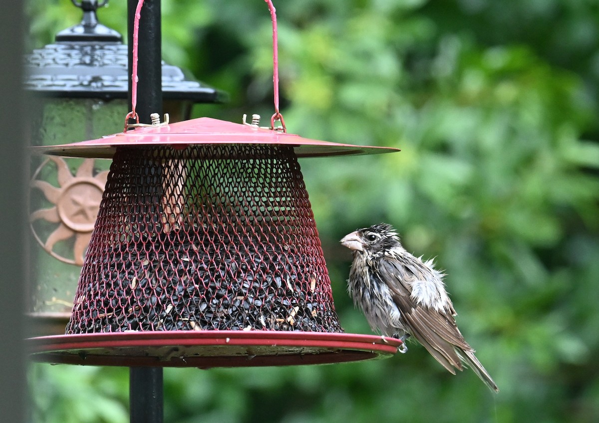 Rose-breasted Grosbeak - Gary Yoder