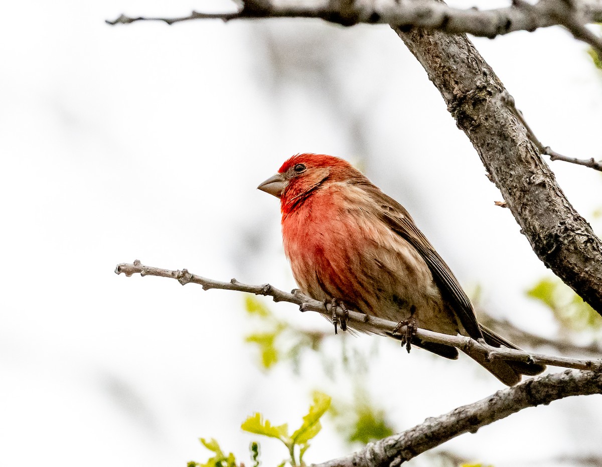 House Finch - ML619028632