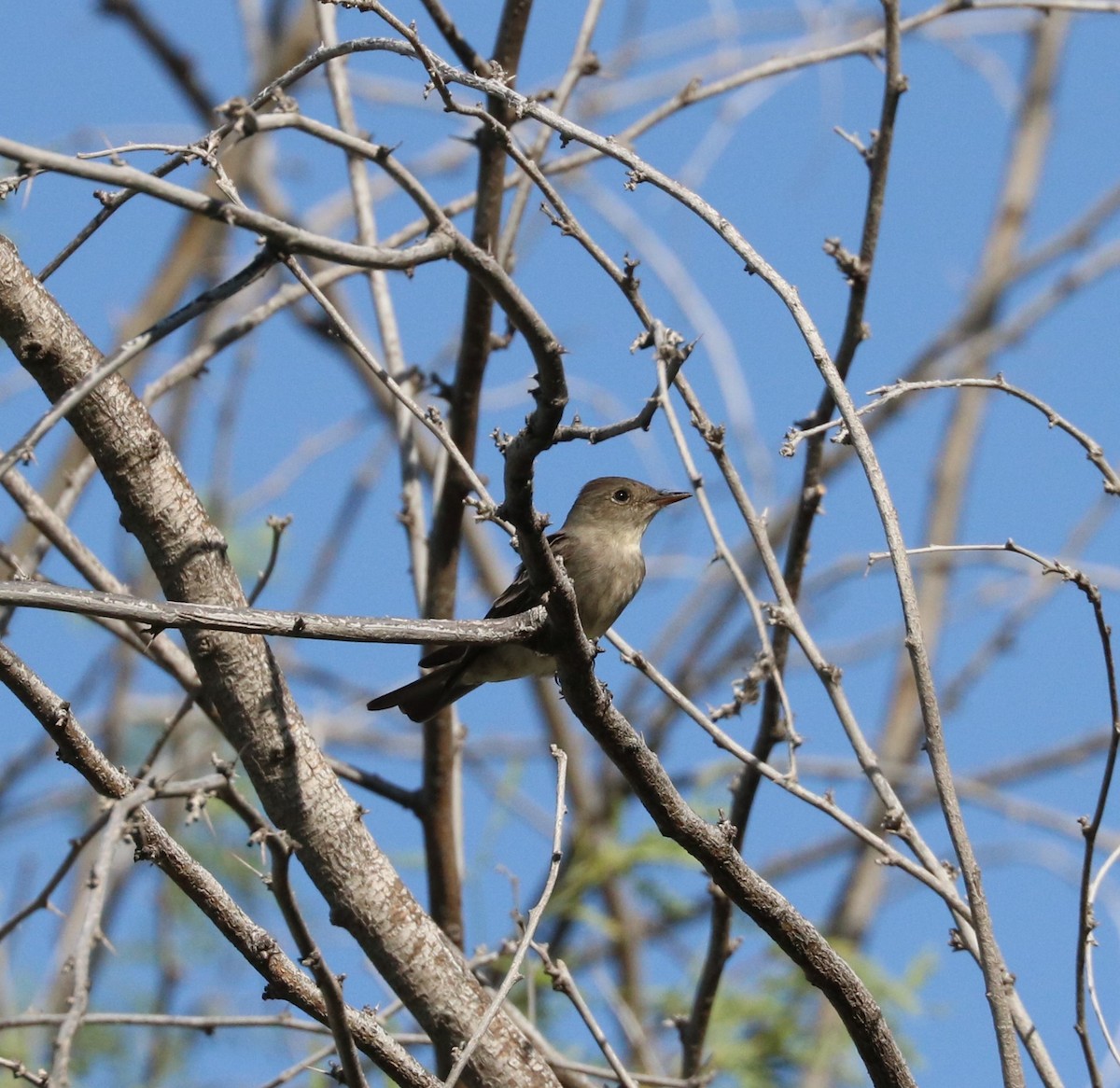 Western Wood-Pewee - ML619028633