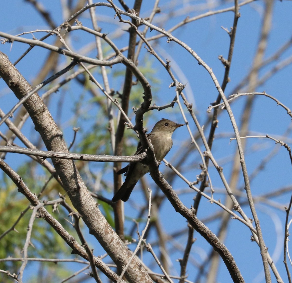 Western Wood-Pewee - ML619028634