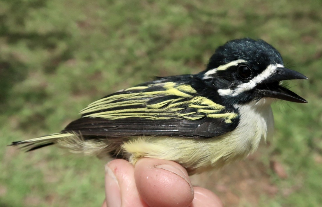 Goldbürzel-Bartvogel [bilineatus-Gruppe] - ML619028635