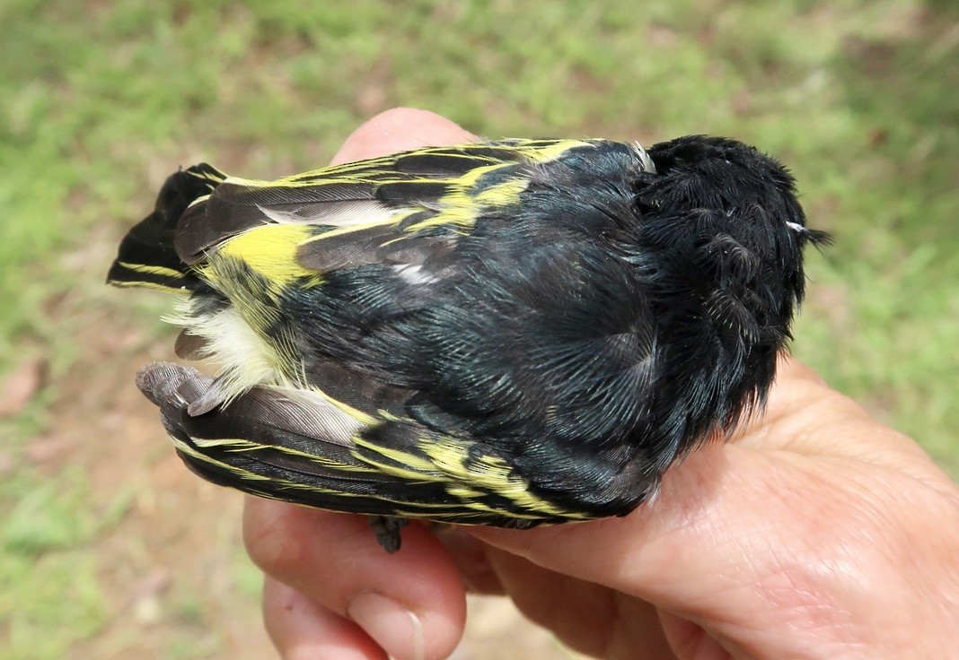 Yellow-rumped Tinkerbird (Yellow-rumped) - Ursula Bryson
