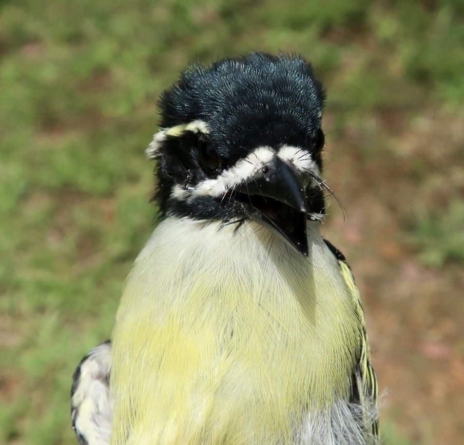 Küçük Maskeli Cüce Barbet [bilineatus grubu] - ML619028638