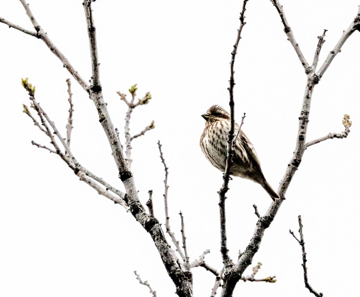 Purple Finch - Claude Garand