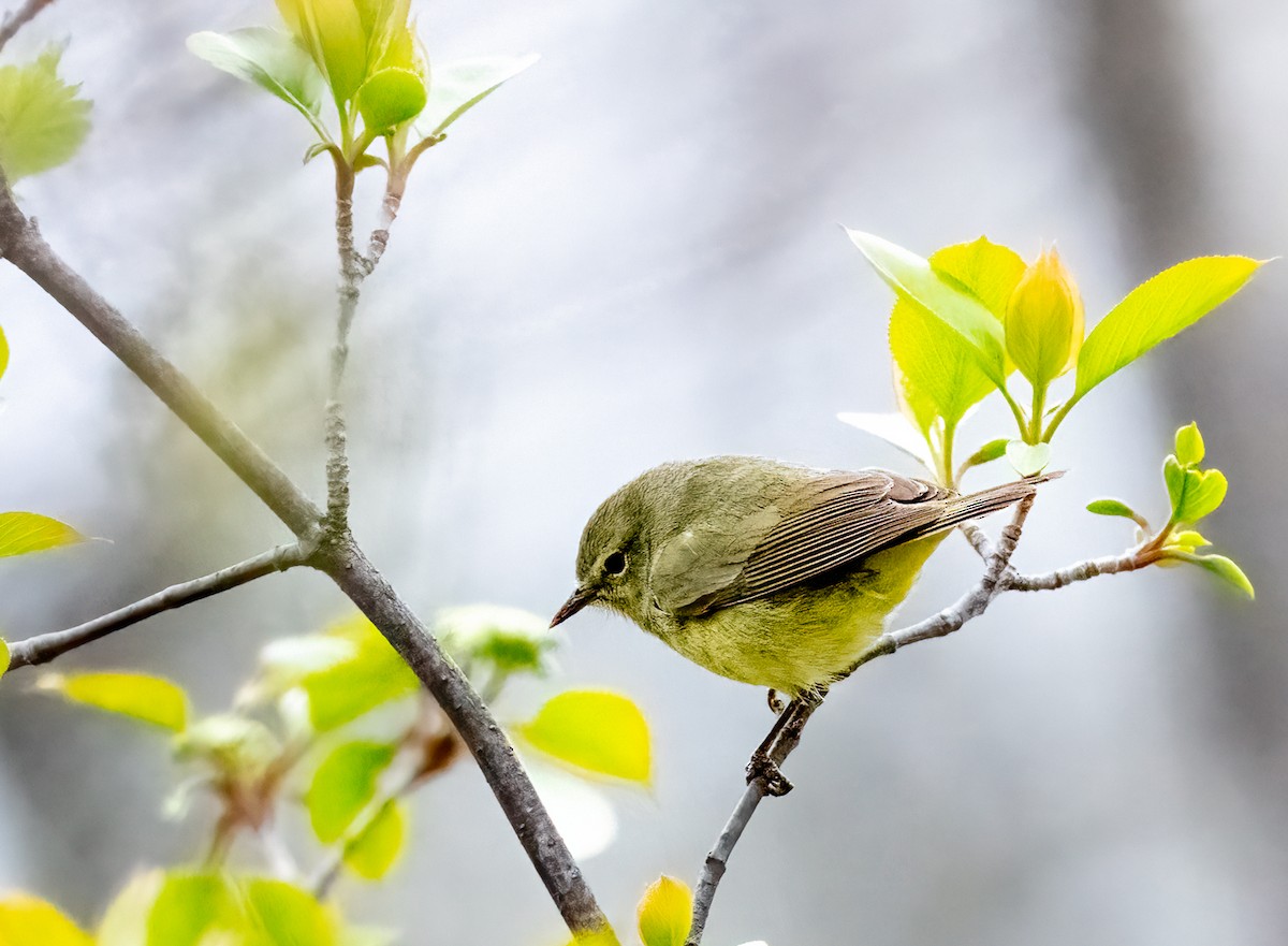 Orange-crowned Warbler - Claude Garand