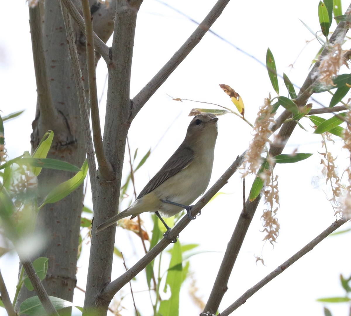 Warbling Vireo - adam zions