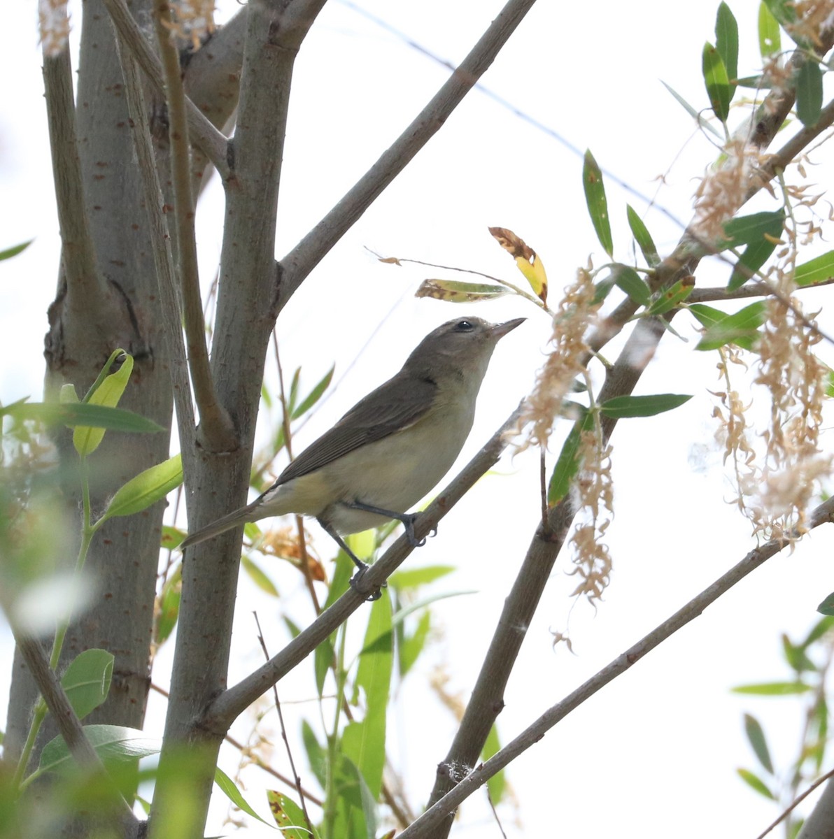 Warbling Vireo - adam zions