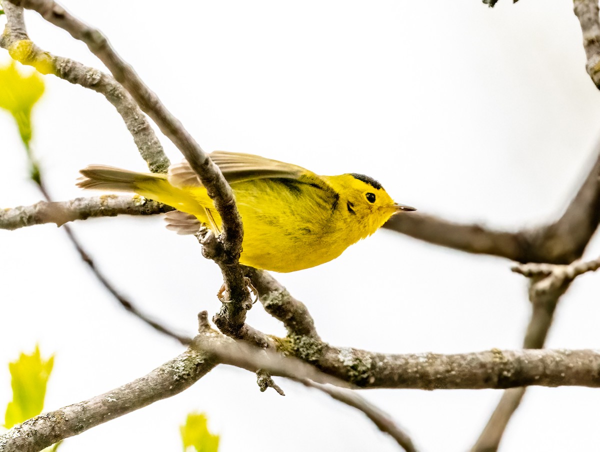 Wilson's Warbler - ML619028652