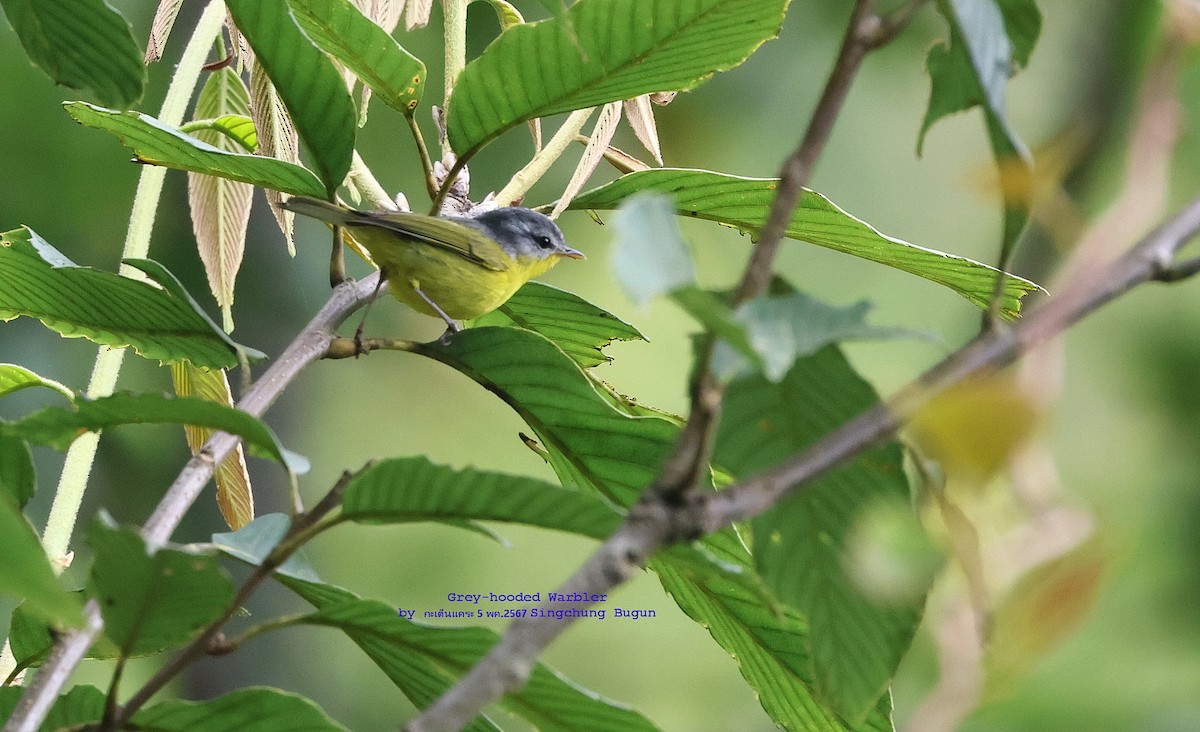 Gray-hooded Warbler - Argrit Boonsanguan