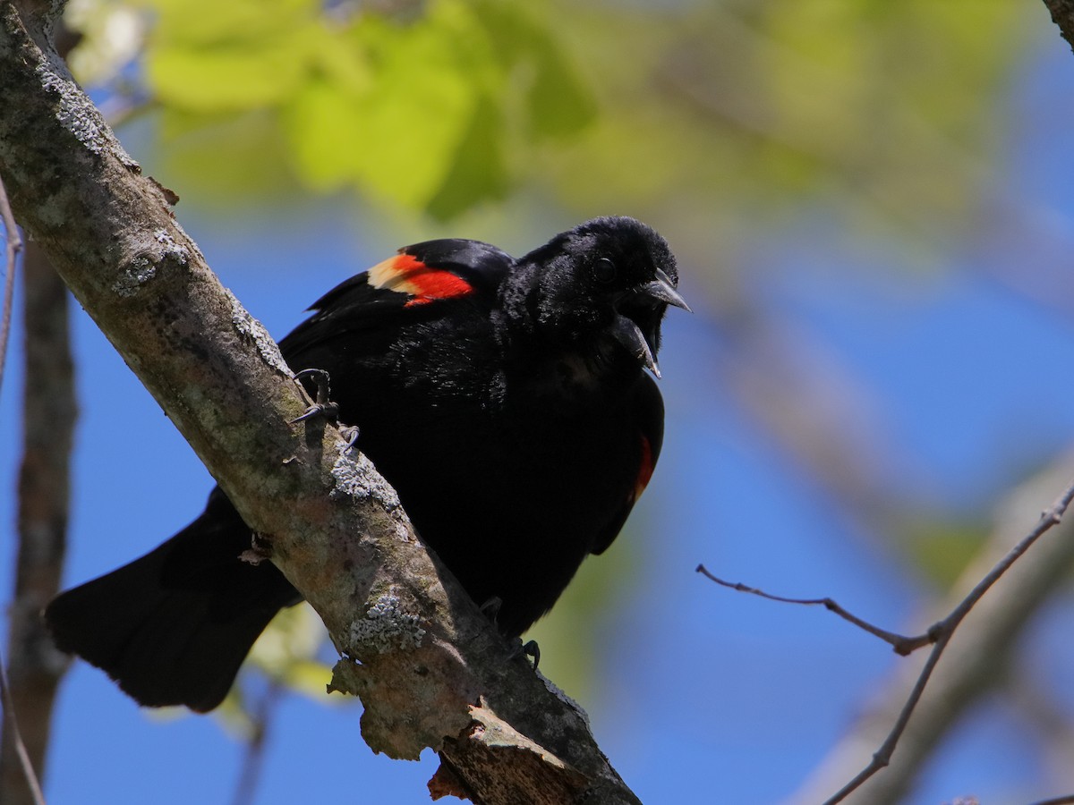 Red-winged Blackbird - Dani Siddle