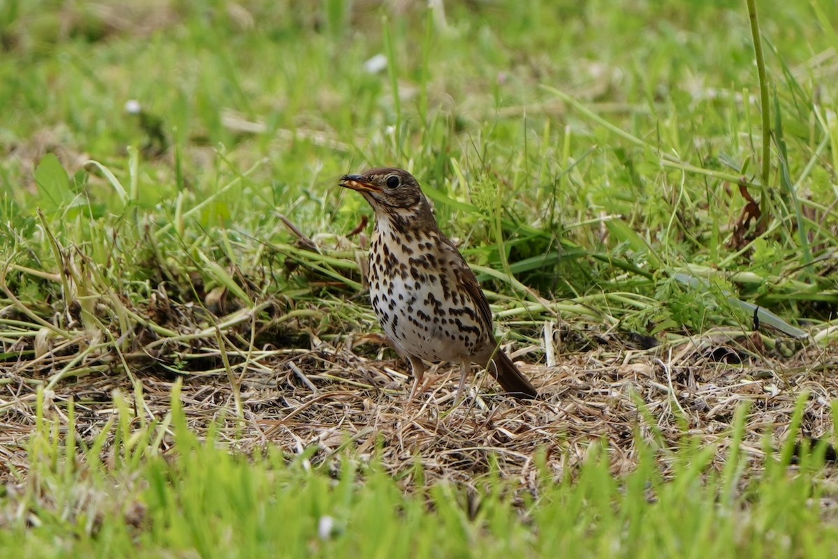 Song Thrush - ML619028669